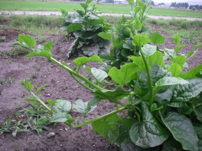 ツルムラサキの仕立て 酔いどれ百姓 野菜作り 奮闘記
