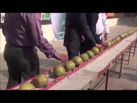 32 عالمی ریکارڈز توڑنے والا راشد نسیم  جس نے ناریل، خربوزوں، اخروٹ اور سوڈا کین کو اپنے سر، ہاتھوں یا کوہنیوں سے چکنا چُور کئے ہیں