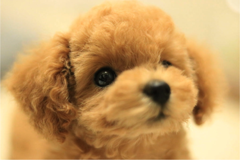 イーリオ3つの特徴 Ilioトイプードルブリーダー