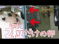 【ベストコレクション】 コリドラスパンダ 繁殖しない 103495