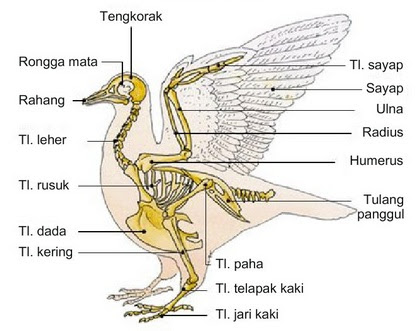 Sistem Gerak Pada Hewan beserta Gambarnya DosenBiologi com Sistem Gerak Pada Hewan beserta Gambarnya DosenBiologi com