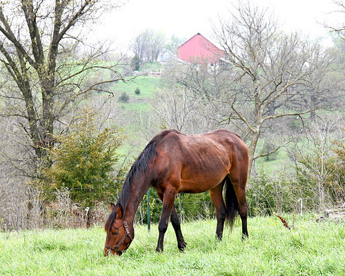 Pearl enjoying the green grass!
