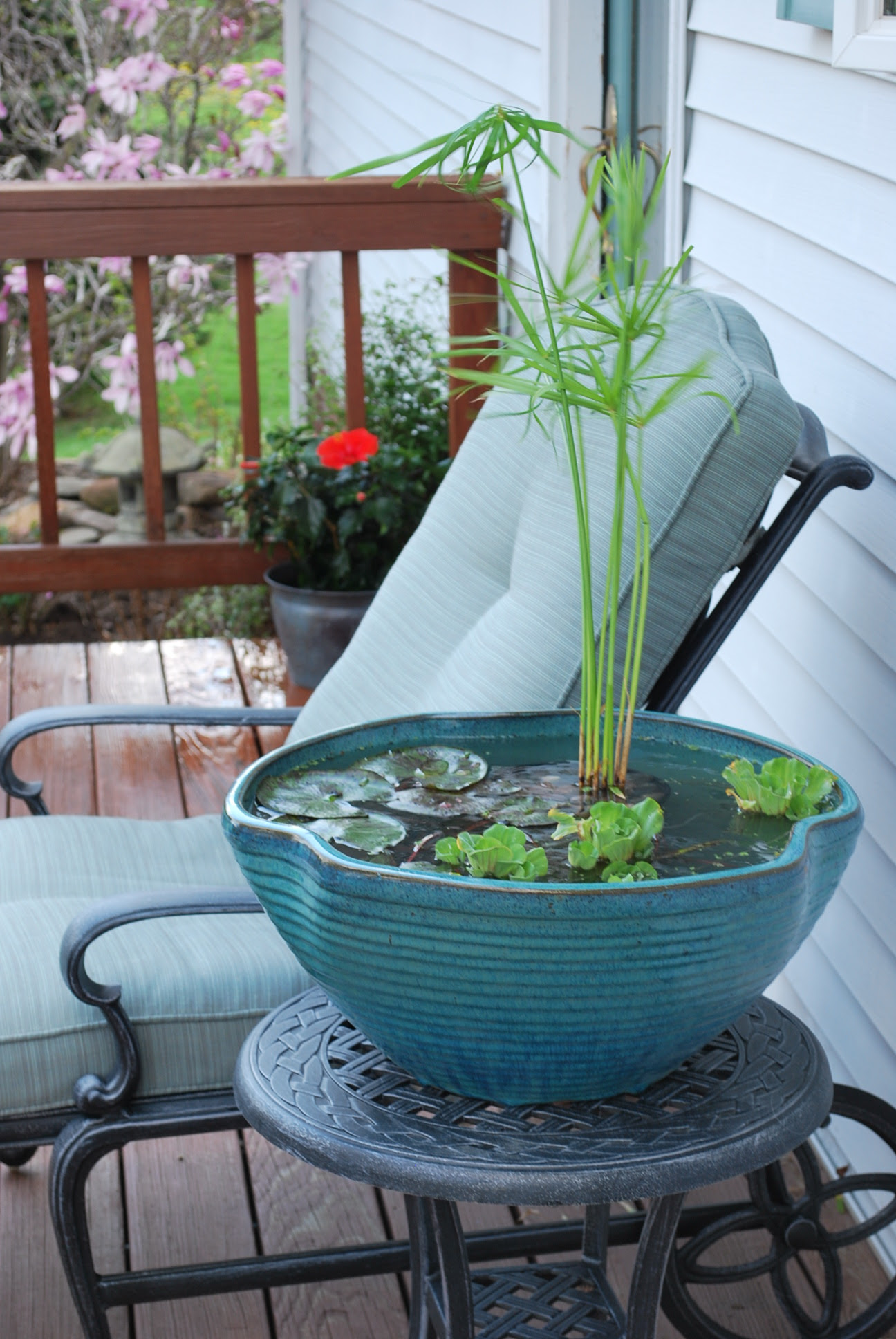 small water garden Archives | Dragonfly Aquatics