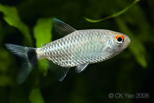 http://www.seriouslyfish.com/wp-content/uploads/2012/03/Moenkhausia-sanctaefilomenae.jpg