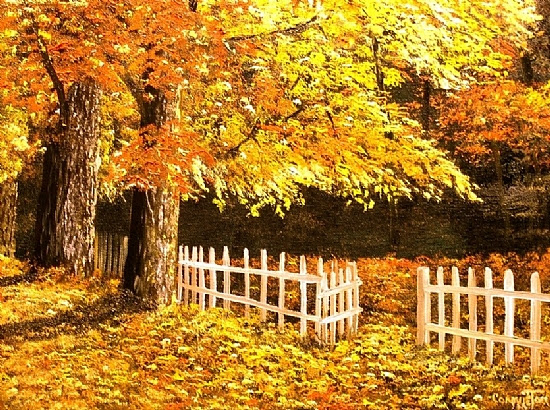 The Picket fence Connie Tom