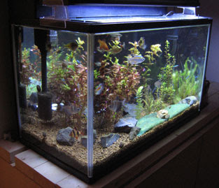熱帯魚 底砂 種類
