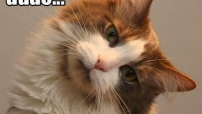 Whats Wrong With My Cats Ear | Cats Care