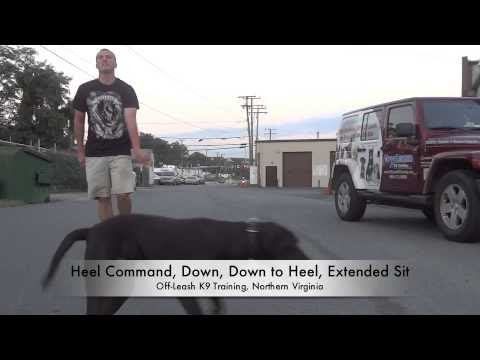 ... Dog Training El Paso TexasDog Training Fort Worth Texasshock collar