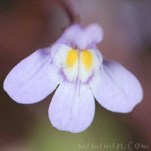 ツタバウンラン 蔦葉海蘭 シンバラリア の花の写真 花言葉 みみみんブログ