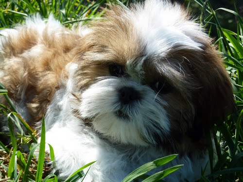 Elevage De Kerdiles Elevage Chien Eleveur Chiots Quimper Brest Finistere Bretagne 29 56 Lorient Vannes 35 22 Conditions De Vente Lhassa Apso Shih Tzy Yorkshire