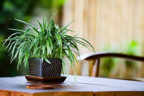 Do air purifiers help with allergies? Top 10 Houseplants That Fight Indoor Air Pollution, Toxins
