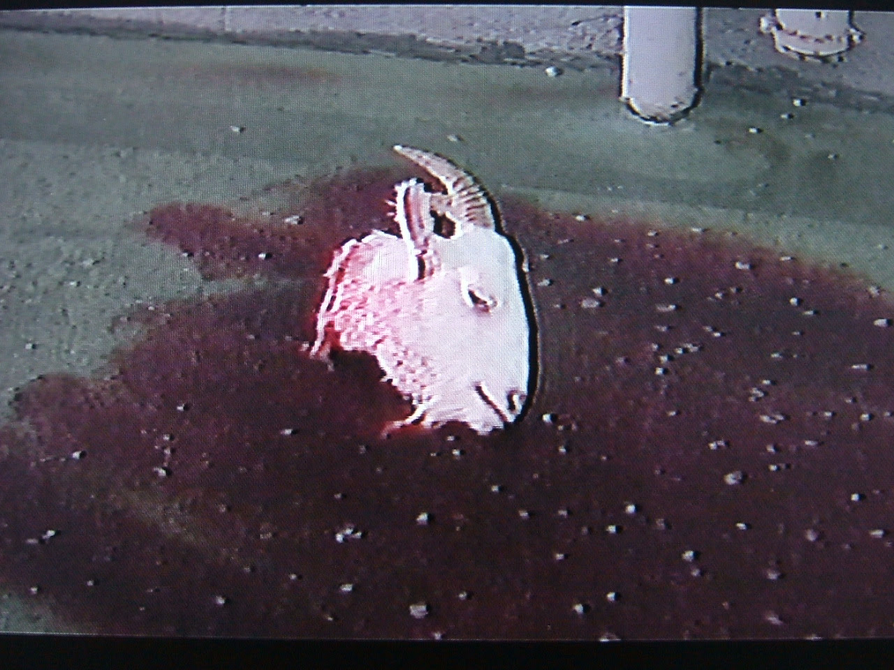映画 トイレの花子さん １９９５年 リメイク版ではありません 上を向いて歩こう
