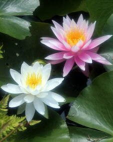 ぜいたく睡蓮花言葉白