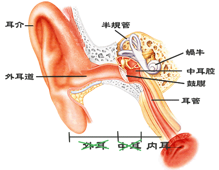 耳 富山耳鼻咽喉科医院