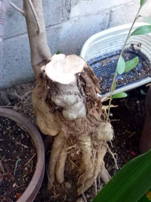 オリーブ挿し木実験 4 密閉挿し オリーブ吹田