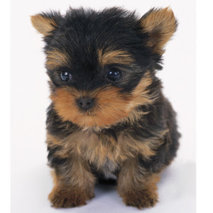 ワン ニャン図鑑 犬