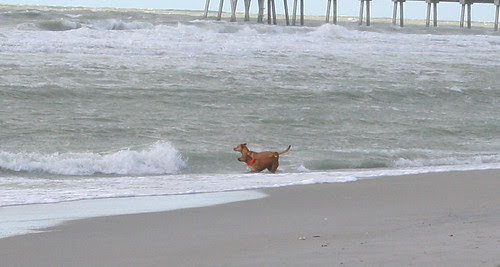 brohard beach 2010-11-04 008