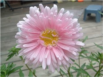  Bunga  Kelahiran Shinphie s World