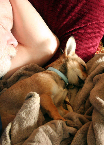 it's a napping kind of day