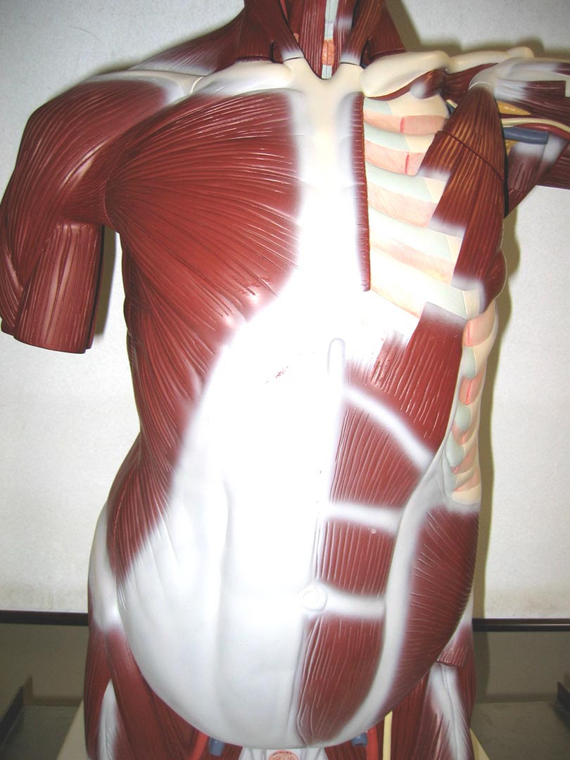 Muscles Of The Torso Back / The Importance of Nutrition ...