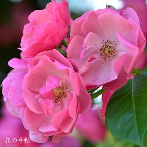 バラ アンジェラ Rose Angela つるバラ 2500品種の薔薇を作出者 交配親などのデータと美しい写真で紹介する花の手帖のwebバラ図鑑