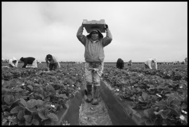 Hieronyma Hernández, inmigrante mixteca y recogedora de fresas en Santa Maríak Strawberries in a Santa Maria Field