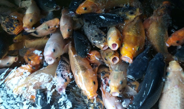 budidaya ikan air tawar