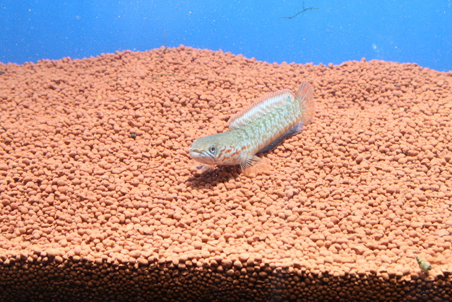 飛び出し注意 スネークヘッドの飼育方法 熱帯魚 アクアリウム情報マガジン