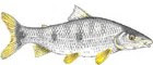 Piapara Piapara