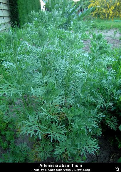 wormwood Pictures, Images and Photos