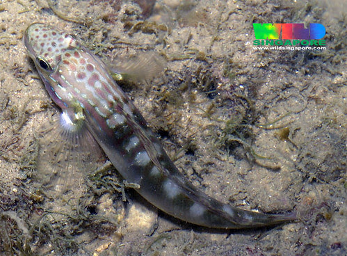 Head-stripe lagoon-goby (Amblygobius stethophthalmus)