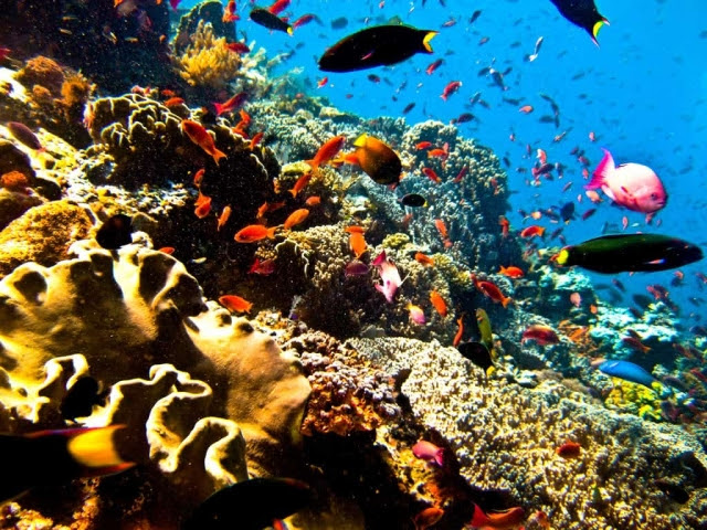 Lukisan Pemandangan Alam Bawah Laut #4