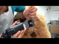 犬 トリミング バリカン プロ 122724-犬 トリミング バリカン プロ