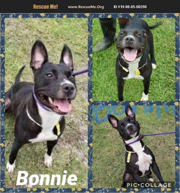 ADOPT 19080500296 ~ French Bulldog Rescue ~ Ringwood, NJ