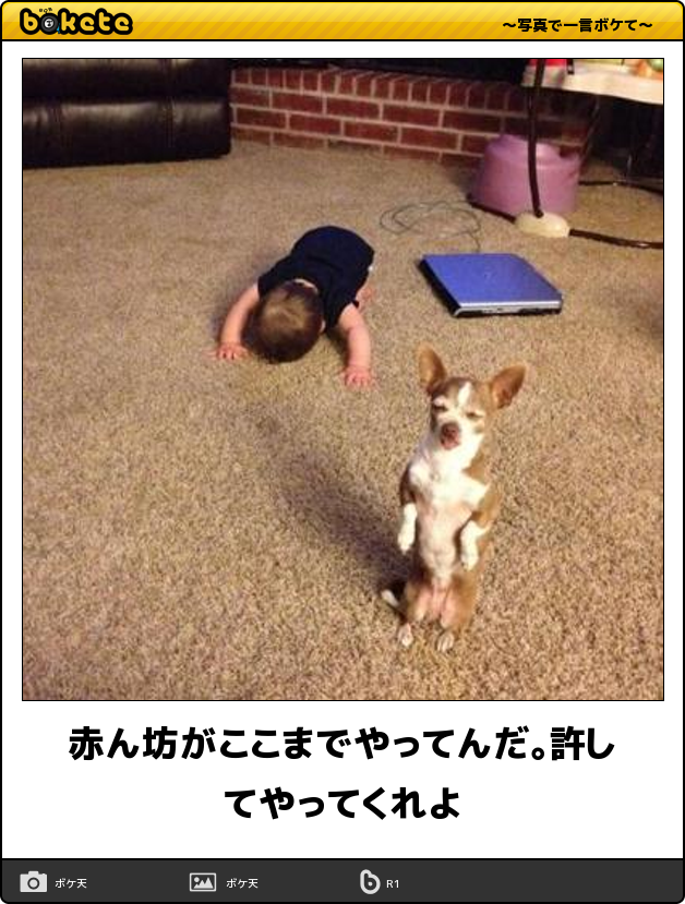 閲覧注意 即 笑える 犬まとめbokete 笑いたい人は必見 犬の総合情報サイト ペットスマイルニュースforワンちゃん