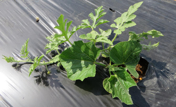 本気野菜スイカ 野菜苗 家庭菜園 サントリーフラワーズ
