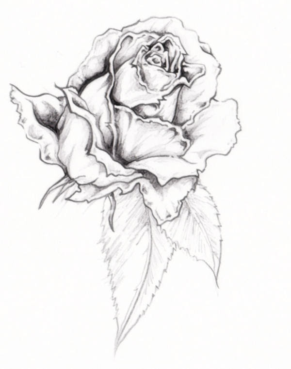 rose tattoo rose tattoo