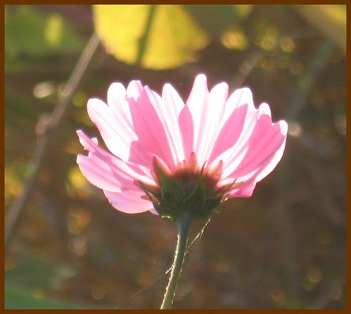 cosmos flowers in sunshine and shade 