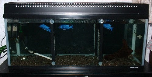 なぜ単独飼育なのか