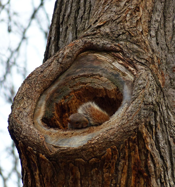 Watching the hawk action in Tompkins Square