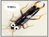 Earwigs, what are they good for?