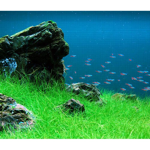 背の低い水草 前景草の種類や特徴まとめ アクアリウムの始め方