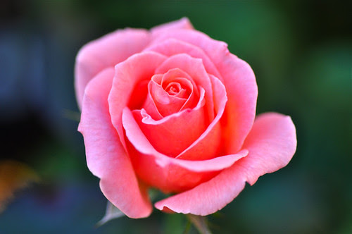 Falling Pink Rose Petals. perfect pink rose middot; fallen