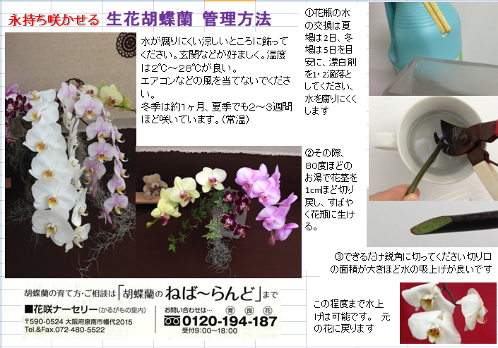 胡蝶蘭 切り花の管理方法 大阪の胡蝶蘭生産農家ねば らんど