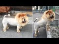 Chow Dog With Lion Haircut