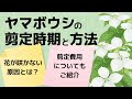 画像 ヤマボウシ 植え付け時期 247007-ヤマボウシ 植え付け時期