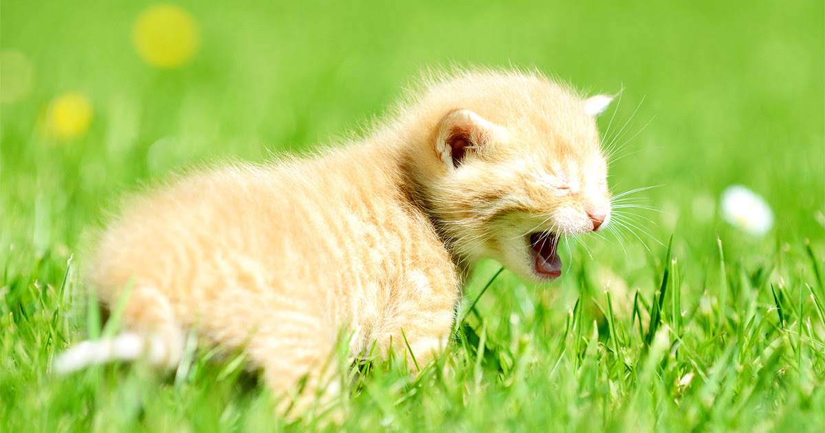 猫の鳴き声でキモチが分かる まとめて解説
