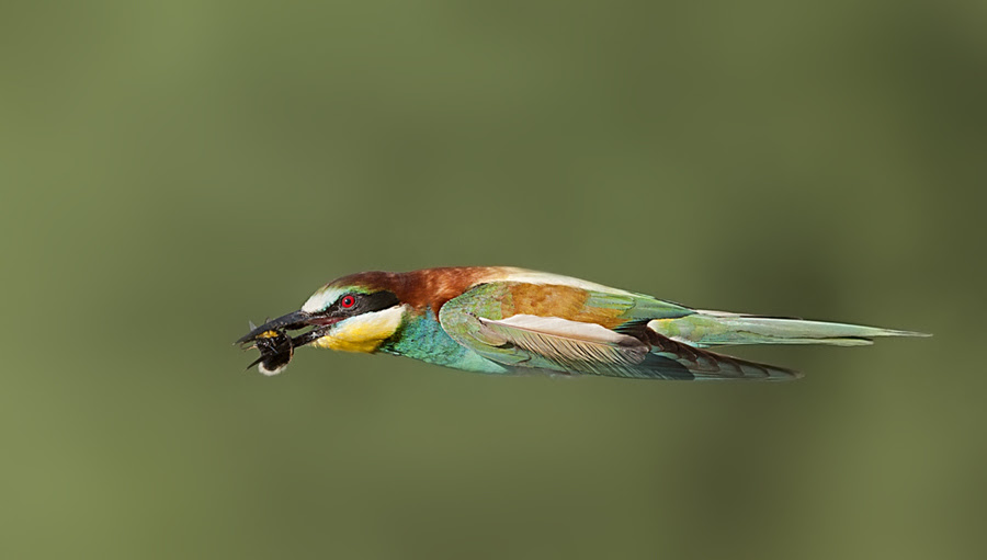 nature photography, Stefano,