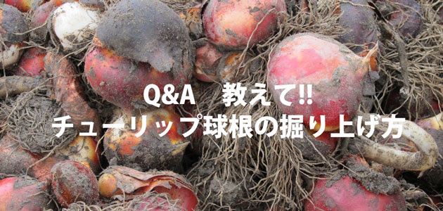 プロが教えるチューリップ球根の堀上げ方について チューリップ球根ブログ