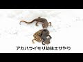 イモリ 幼生 餌 273196